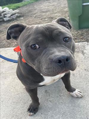 BILL, Pit Bull Terrier, young, available for adoption