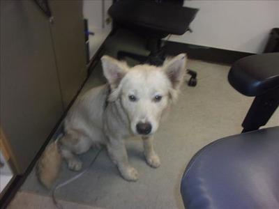 CIELO, Siberian Husky, young, available for adoption