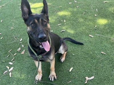 A black and tan dog with pointed ears and a pink tongue sticking out, sitting on green artificial grass.