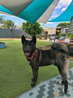 ALLEN, Belgian Shepherd Malinois / Akita, adult, available for adoption