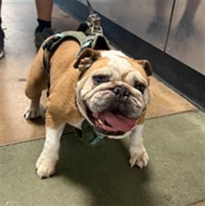 ALABAMA, Bulldog, senior, available for adoption
