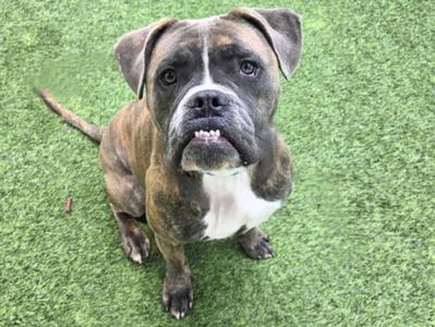 A brindle and white bulldog mix with a serious expression sits on artificial turf.