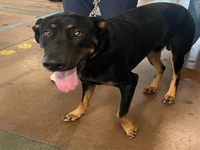 DAYTONA, German Shepherd Dog / Doberman Pinscher, young, available for adoption