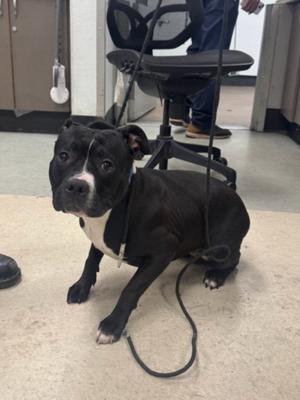 DIAMOND, Pit Bull Terrier, adult, available for adoption