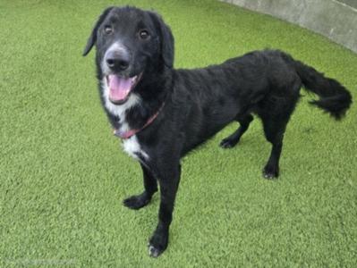 CHEERS, Labrador Retriever, young, available for adoption
