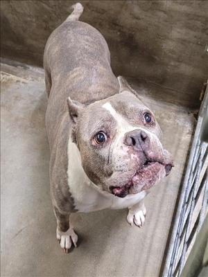 A gray and white dog with a wrinkled face and droopy ears, standing on a concrete floor.