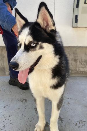 ALFA, Siberian Husky, young, available for adoption