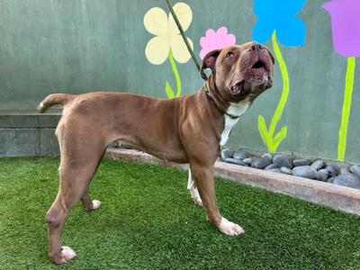 CHRISSY, Pit Bull Terrier, adult, available for adoption