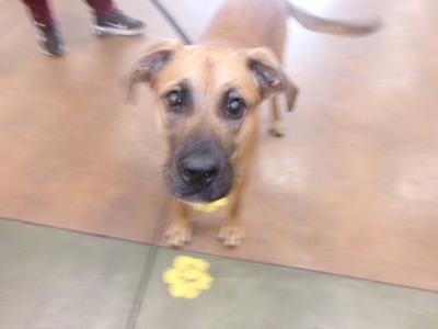 a brown dog looking up at the camera with a yellow flower on the floor