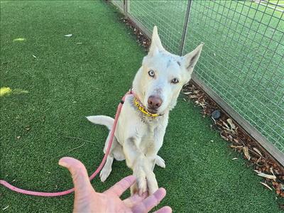COCO, German Shepherd Dog, senior, available for adoption