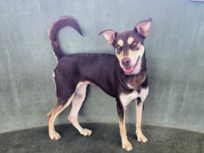 A black and tan dog with a curled tail standing against a gray wall.