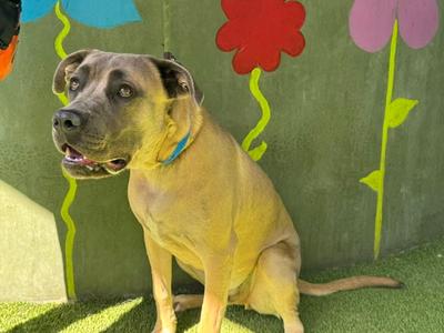 DOUG, Pit Bull Terrier, adult, available for adoption