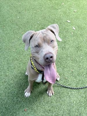 CAPISTRANO, American Staffordshire Terrier, adult, available for adoption