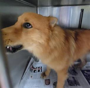 ASTRO, Akita / German Shepherd Dog, young, available for adoption