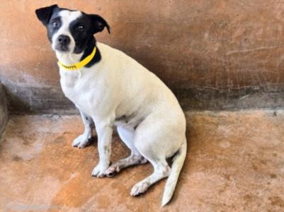 CHIP, Rat Terrier, young, available for adoption