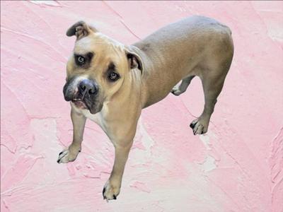 A tan-colored dog standing on a pink textured surface.
