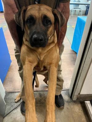 CHA CHA, German Shepherd Dog, young, available for adoption