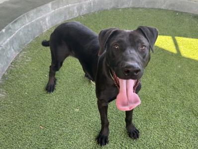 black dog standing on green turf