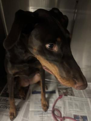 BETTY CROCKER, Doberman Pinscher, adult, available for adoption