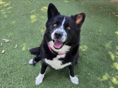 A black and white dog with a pink collar sitting on green grass.