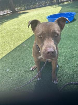 CANELA, Staffordshire Bull Terrier, adult, available for adoption