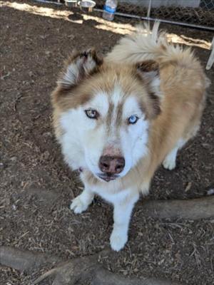 CHARLIE, Siberian Husky, senior, available for adoption