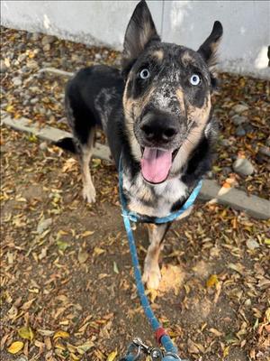 CANNON, Australian Kelpie, young, available for adoption