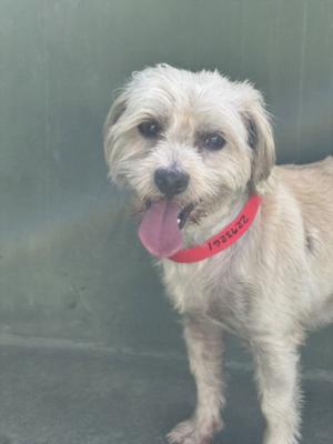 a small dog with light-colored fur wearing a red collar