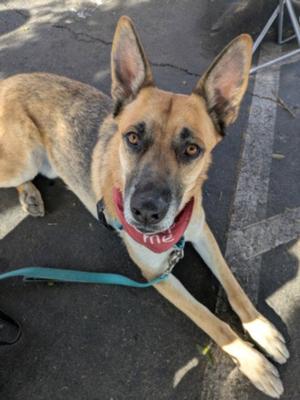 DANNY, German Shepherd Dog, adult, available for adoption