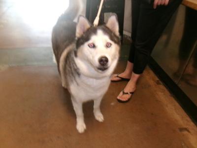 BLUE, Husky, adult, available for adoption
