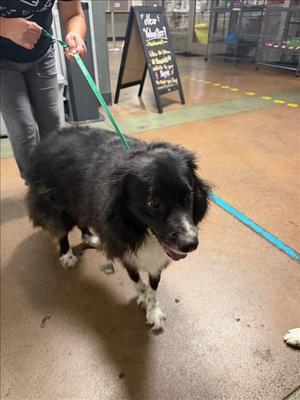 CALI, Border Collie, adult, available for adoption