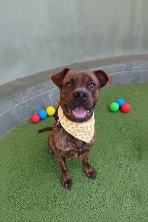 BRUNO, Staffordshire Bull Terrier, young, available for adoption