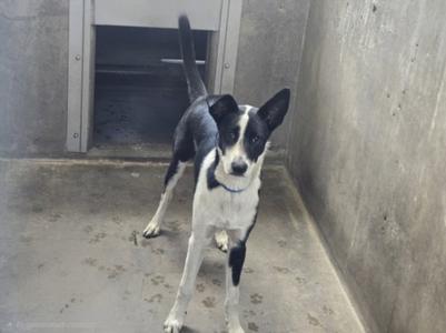 COOPER, Parson Russell Terrier, young, available for adoption