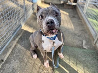DON AMECHE, Staffordshire Bull Terrier, adult, available for adoption