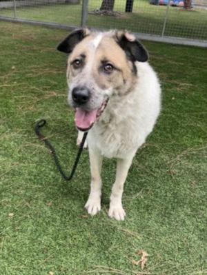 CALI, Australian Shepherd, adult, available for adoption