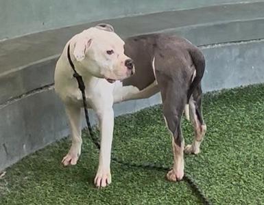 A white and gray dog standing on artificial grass, wearing a black collar and leash.