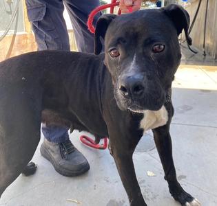COFFEE, American Staffordshire Terrier, adult, available for adoption