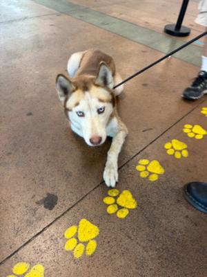 BLAIZE, Husky, adult, available for adoption