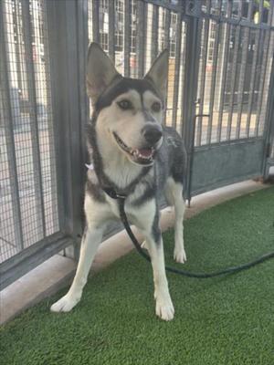A husky dog standing on artificial grass in front of a metal fence