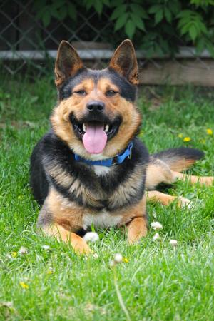 Biscuit, German Shepherd Dog, young, available for adoption