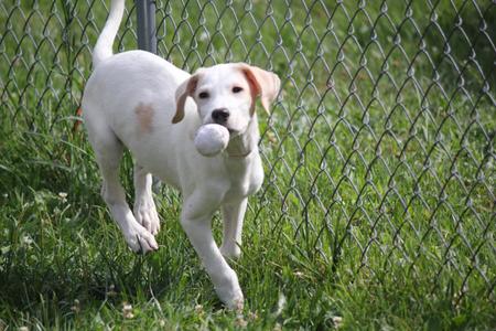 3 Pyrenees Mix puppies, Great Pyrenees, puppy, available for adoption