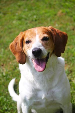 Lady, Treeing Walker Coonhound, senior, available for adoption