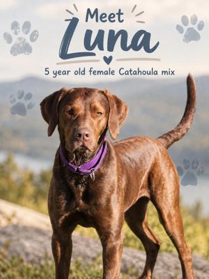 Luna, Catahoula Leopard Dog, adult, available for adoption