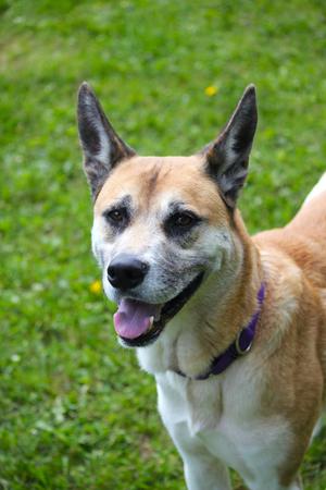 BamBam, Akita, young, available for adoption