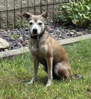 Scooby, Chihuahua, adult, available for adoption