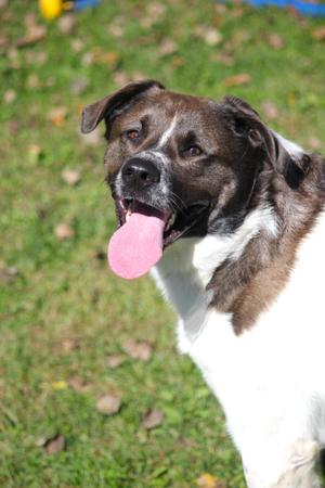 Yeti, Akita, adult, available for adoption