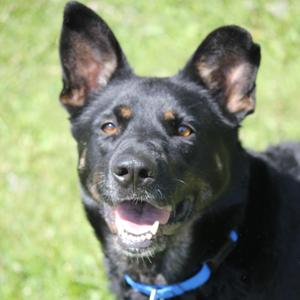 Nessa, Shepherd, senior, available for adoption
