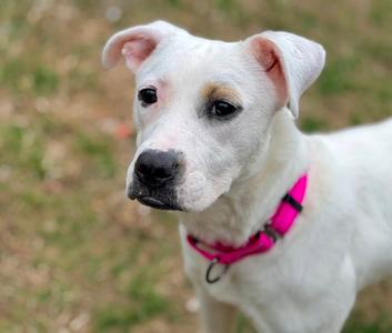 Nya, Miniature Bull Terrier, adult, available for adoption