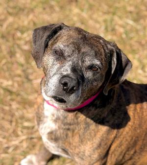 Mocha, Hound, senior, available for adoption