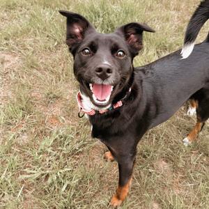 Lucy, Terrier, adult, available for adoption